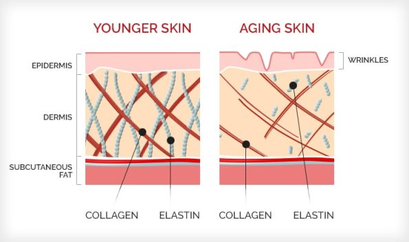 Collagen is the glue that holds us together and nowhere is that more true than in the biggest organ of our bodies: the skin. Your skin is made up of layers, and those layers are made up of net—like structures that, with the right amount of collagen, stay taut and firm.